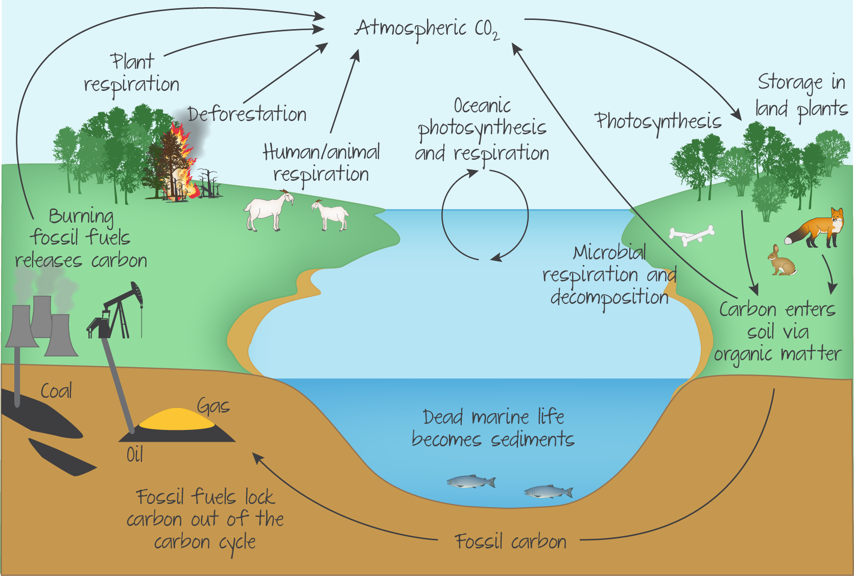 ecology-dp-biology-ib-recap